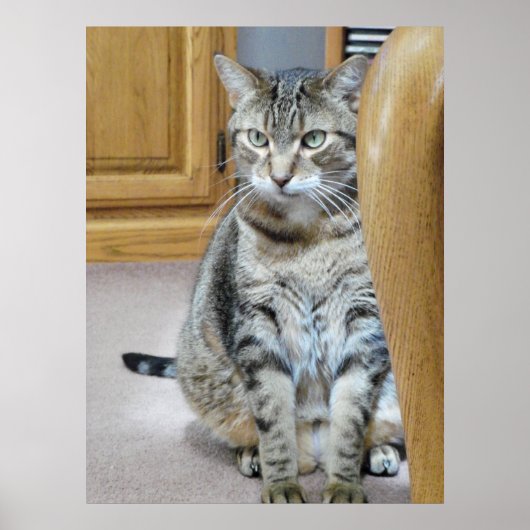 Tabby Cat Poster (Voorkant)