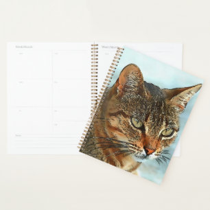 Tabby Cat RB Style Dessin Artistique