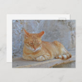 Tabby cat rust in Dubrovnik Briefkaart (Voorkant / Achterkant)