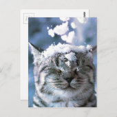 Tabby Cat Snow Splash Briefkaart (Voorkant / Achterkant)