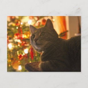 Tabby Cat Spint-fect Holiday Seizoen Feestdagenkaart