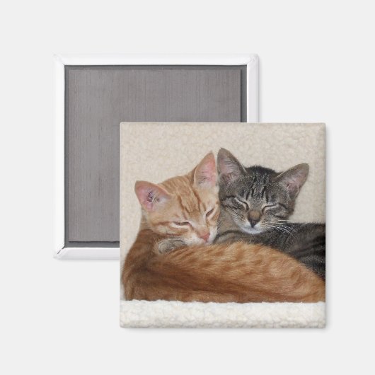 Tabby Cats Magnet (Recto/Verso)