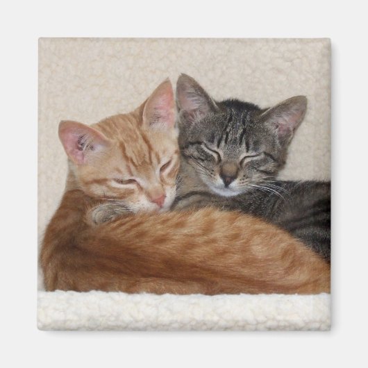 Tabby Cats Magnet (Devant)