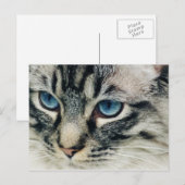 Tabby Chat avec Blue Eyes Carte postale (Devant / Derrière)