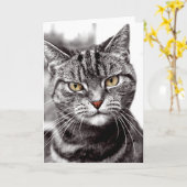 Tabby Chat Avec Carte D'Attitude (Fleur jaune)