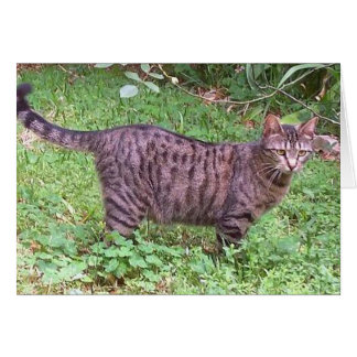 Tabby Chat Brown à l'extérieur