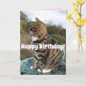Tabby Chat Cute Striped Chats Bonne Carte Annivers (Fleur jaune)