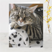 TABBY CHAT FUNNY CUTE CARTE D'ANNIVERSAIRE (Fleur jaune)