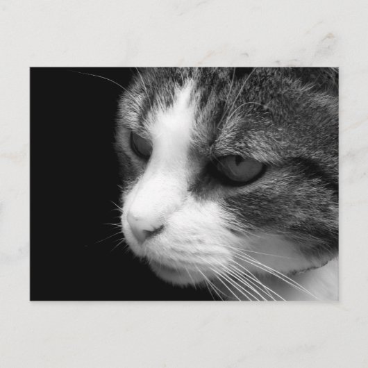 Tabby Chat Portrait noir et blanc - Carte postale (Devant)