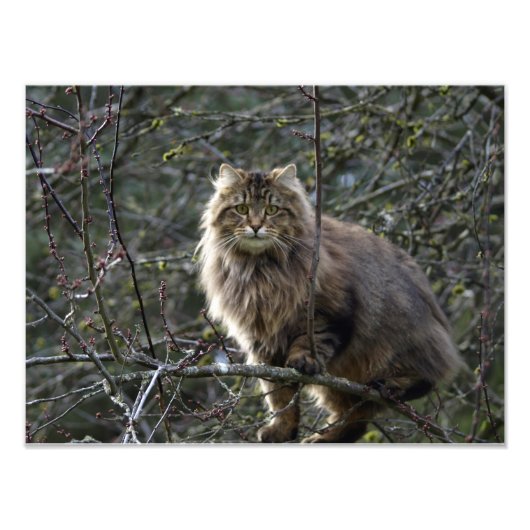 Tabby Cheveux Chat Animal Animaux Photo Imprimer (Devant)