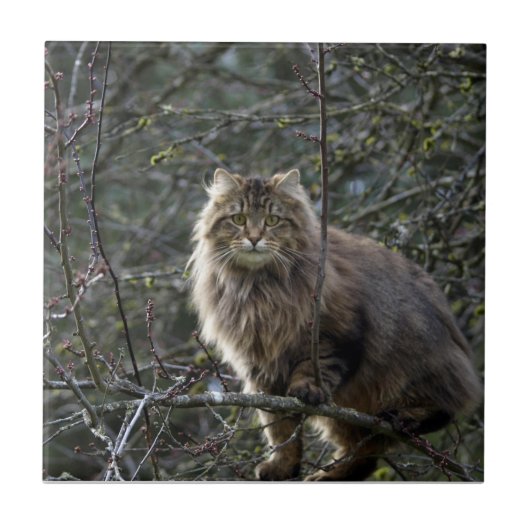 Tabby Cheveux Chat Animal Pet Carreaux (Devant)