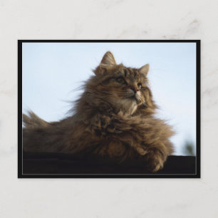 Tabby Cheveux Tabby Cat Animal Carte Postale