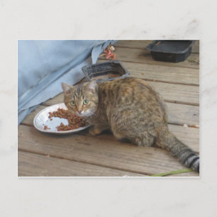 Tabby Eating Briefkaart