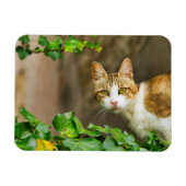 Tabby en Witte kat en jus Magneet (Horizontaal)