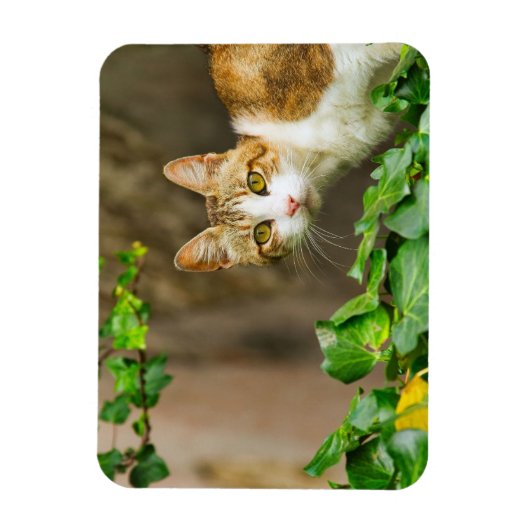 Tabby en Witte kat en jus Magneet (Verticaal)