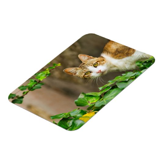 Tabby en Witte kat en jus Magneet (Linkerzijde)