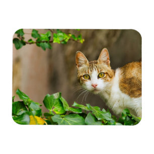Tabby en witte kat en klimop magneet