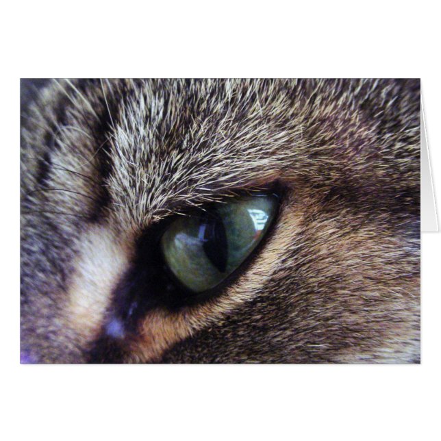 Tabby Gris Vert À Oeil Vert Gros Plan De L'Oeil De (Devant horizontal)