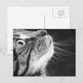 Tabby Kat in zwart-wit Briefkaart (Voorkant / Achterkant)