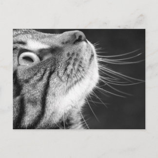 Tabby Kat in zwart-wit Briefkaart