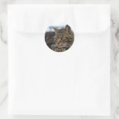 Tabby kat klaar voor actie ronde sticker (Tas)