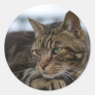 Tabby kat klaar voor actie ronde sticker