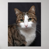 Tabby kat met groene ogen tegen zwarte achtergrond poster (Voorkant)