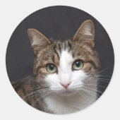 Tabby kat met groene ogen tegen zwarte achtergrond ronde sticker (Voorkant)