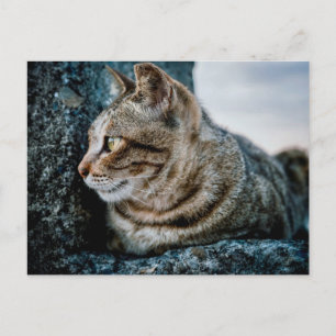 Tabby Kat Profiel Portret op Ruwe Steen Ansichtkaa Briefkaart