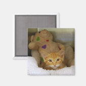 Tabby Kitten Avec Aimant À Ours En Teddy (Recto/Verso)