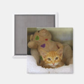 Tabby Kitten Avec Aimant À Ours En Teddy (Recto/Verso)