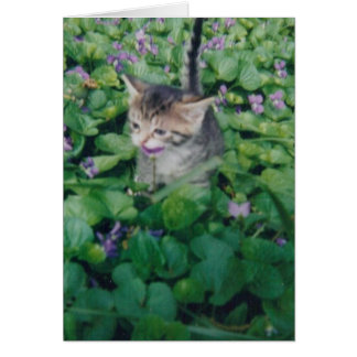 Tabby Kitten Avec Sourire Violet