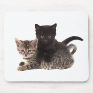tabby kitten black kitten muismat