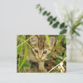 Tabby kitten briefkaart (Staand voorkant)