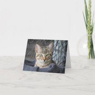 Tabby Kitten Kaart