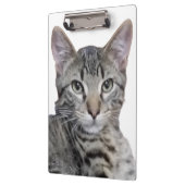 Tabby Kitten Klembord (Links)