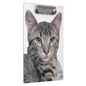 Tabby Kitten Klembord (Rechts)