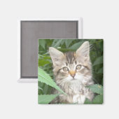 Tabby Kitten Magneet (Voorkant / Achterkant)