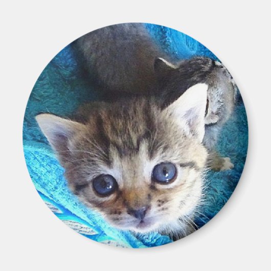 Tabby Kitten Magneet (Voorkant)