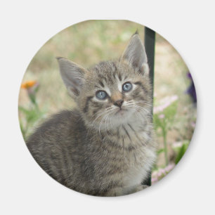 Tabby kitten magneet