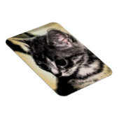 Tabby Kitten Magneet (Rechterzijde)