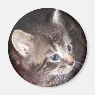 Tabby Kitten magnet Magneet