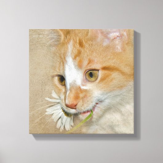 Tabby kitten met madeliefje canvas afdruk (Voorkant)