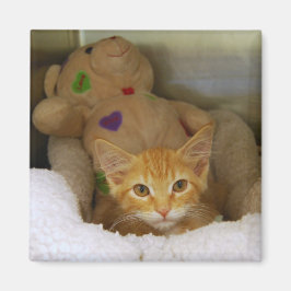 Tabby Kitten met Teddy Bear Magnet Magneet