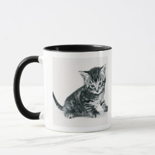 Tabby Kitten Mok