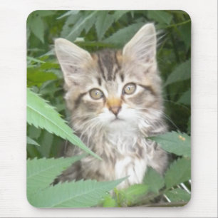 Tabby Kitten Muismat