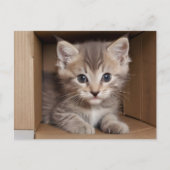 Tabby kitten voor huisdier examen briefkaart (Voorkant)