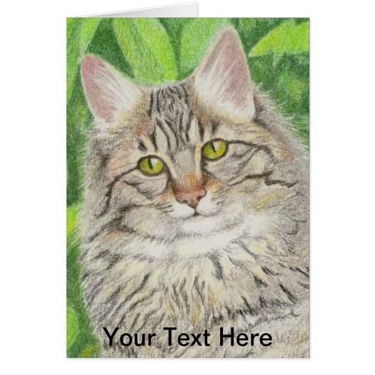 Tabby Longhair (Devant)