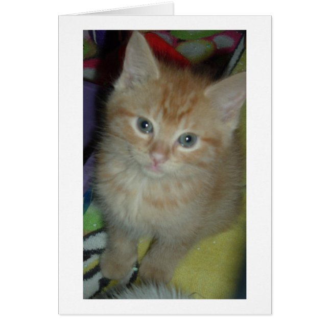 Tabby Love (Voorkant)