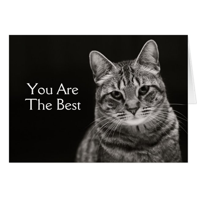 Tabby noir Kitten (Devant horizontal)